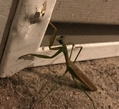 Tenodera angustipennis