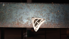 Grammodes bifasciata