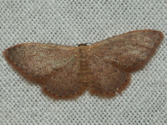 Idaea trissorma