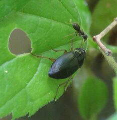 Tenebrionoidea