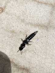 Thyreocephalus