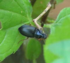 Tenebrionoidea