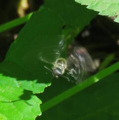 Tiphiinae