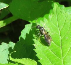 Tiphiinae