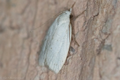 Inga cretacea