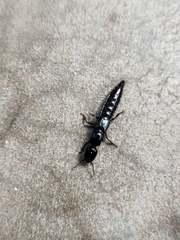 Thyreocephalus