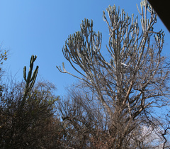 Euphorbia ingens
