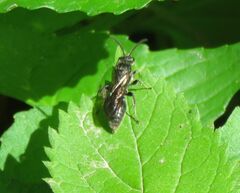 Tiphiinae