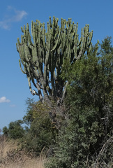 Euphorbia ingens