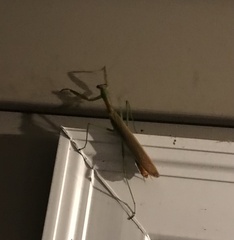 Tenodera angustipennis