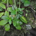 Peperomia heterophylla - Photo (c) ramon_d, some rights reserved (CC BY-NC), uploaded by ramon_d
