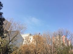Fraxinus pennsylvanica