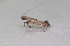Caloptilia triadicae