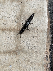 Thyreocephalus