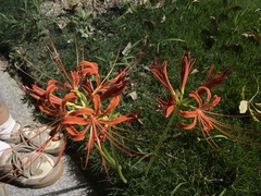 Lycoris