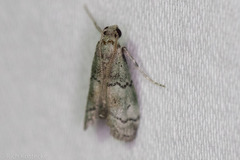 Cacotherapia flexilinealis