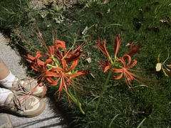 Lycoris