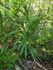 Freycinetia