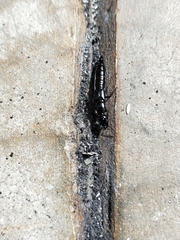 Thyreocephalus