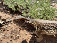 Pogona vitticeps
