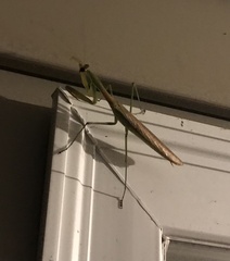 Tenodera angustipennis