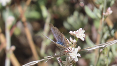 Brephidium exilis