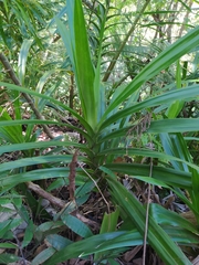 Freycinetia