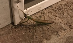 Tenodera angustipennis