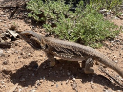 Pogona vitticeps