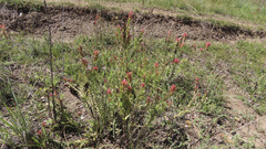 Castilleja miniata