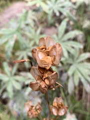 Lilium parvum