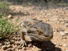 Pogona vitticeps