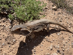 Pogona vitticeps