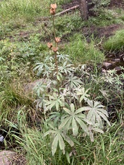 Lilium parvum
