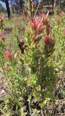 Castilleja miniata