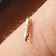 Microcrambus biguttellus
