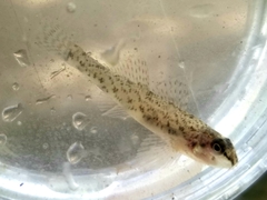 Etheostoma nigrum