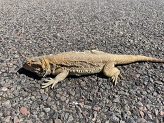 Pogona vitticeps