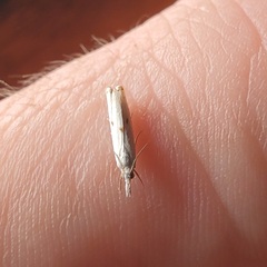 Microcrambus biguttellus