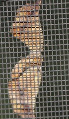 Parepisparis multicolora