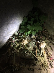 Cyperus nipponicus