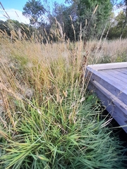 Beckmannia syzigachne