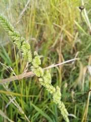 Beckmannia syzigachne
