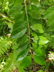 Cyclophyllum barbatum