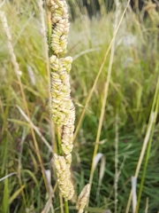 Beckmannia syzigachne