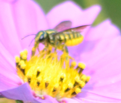 Paranthidium jugatorium lepidum