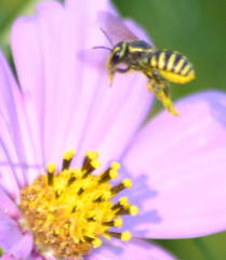 Paranthidium jugatorium lepidum