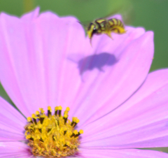Paranthidium jugatorium lepidum