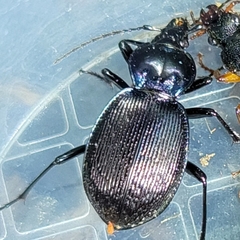 Sphaeroderus stenostomus