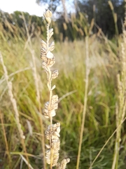 Beckmannia syzigachne